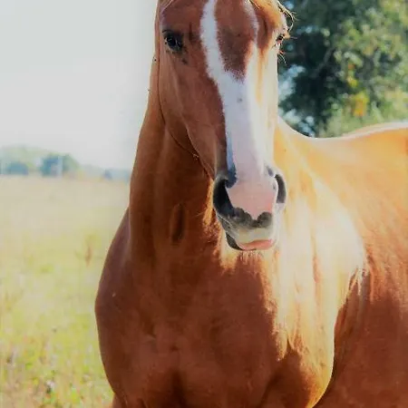 Bijoux Гостевой дом Argouges