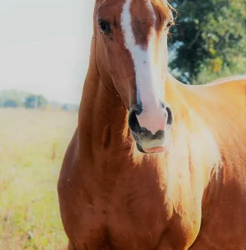Bijoux בית הארחה Argouges